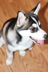 Zoi