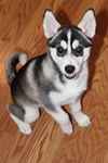 Zoi