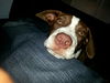 Molly