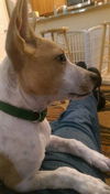 Asher