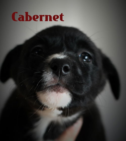 Cabernet