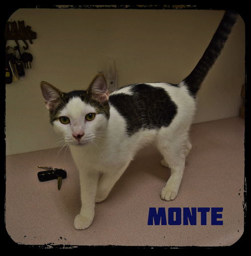 Monte