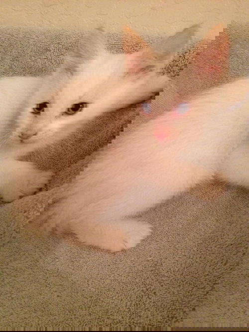 Mouse