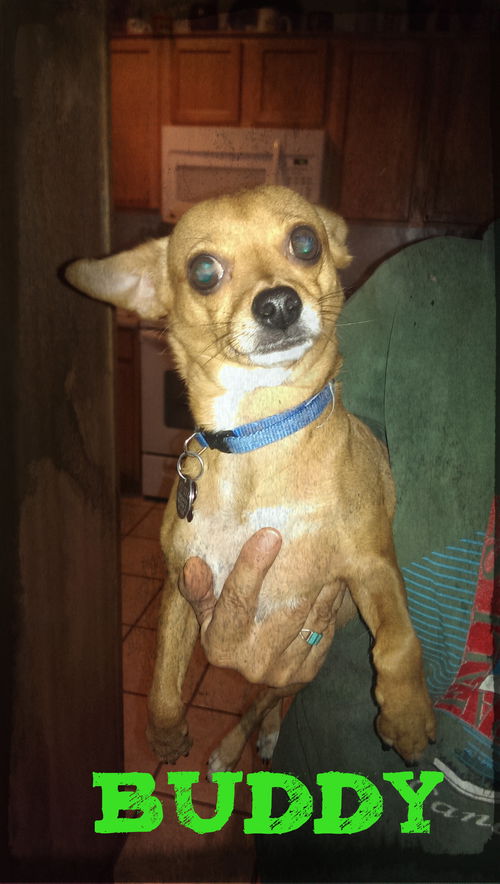 Buddy