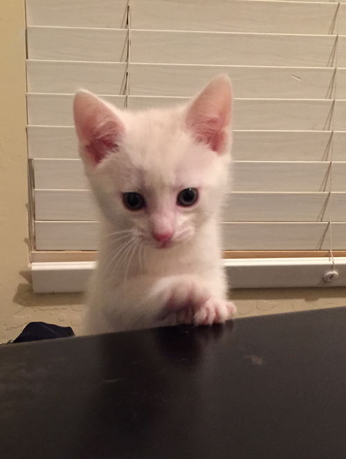 Casper