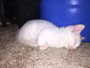 Casper