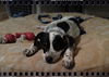 Rylee