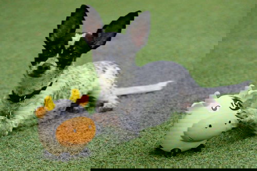 Pipa