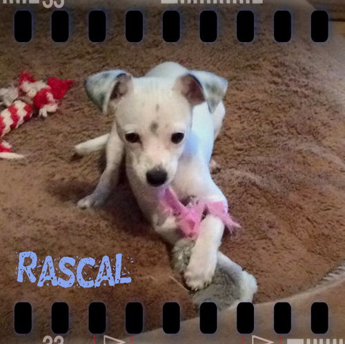 Rascal