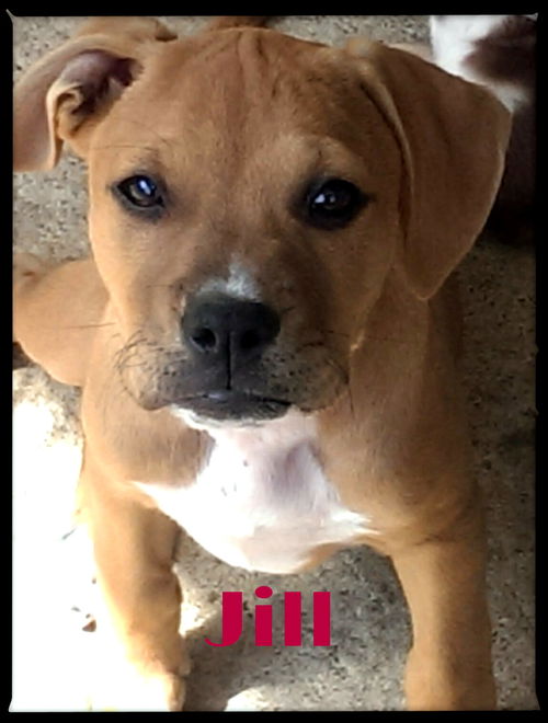 Jill