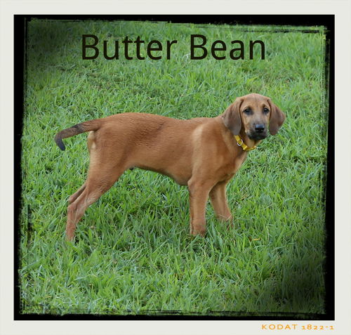 Butter Bean
