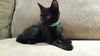 Atticus