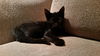 Atticus
