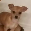 Mini (Jessica)