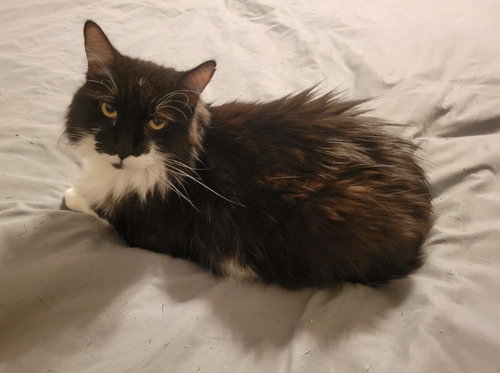 picture of the cat needing adoption