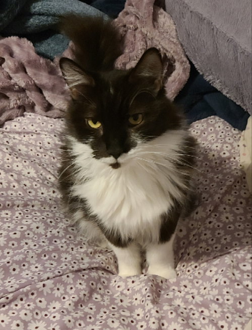 MILKSHAKE - Domestic Medium Hair available for adoption