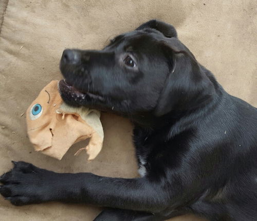 Bubba