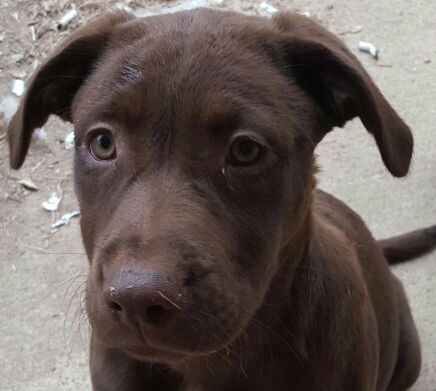 Cocoa