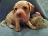 Jorie