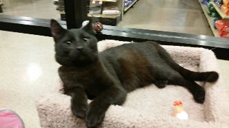 Boomer (Black)