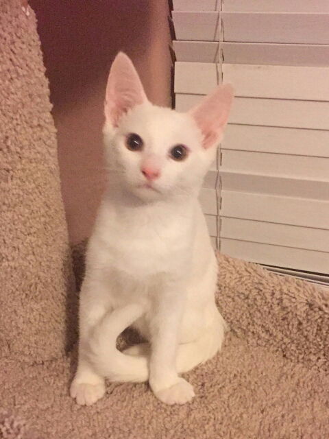 Smudge