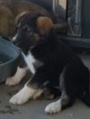 Jolee