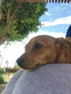 Roxi