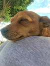 Roxi