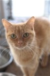 adoptable Cat in portland, IN named Ginger