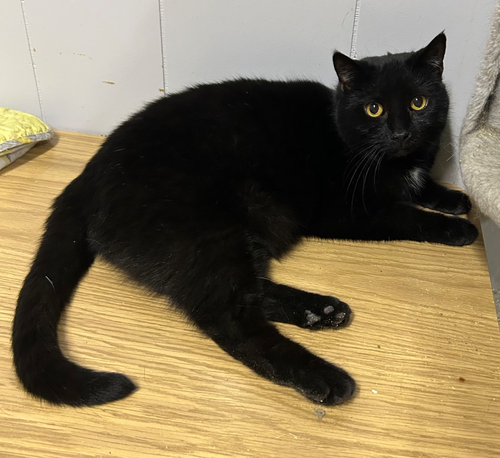 SOOT - Domestic Short Hair available for adoption