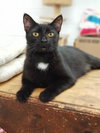 Soot - Photo 2
