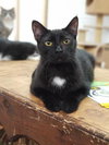 Soot - Photo 3