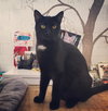 Soot - Photo 4