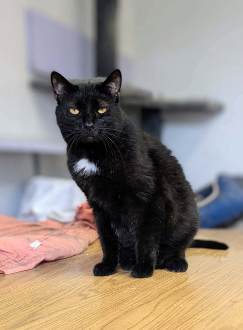 Soot, an adoptable Domestic Short Hair in Portland, IN