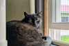 Soot - Photo 2