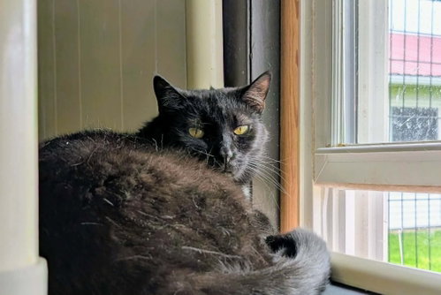 SOOT - Domestic Short Hair available for adoption