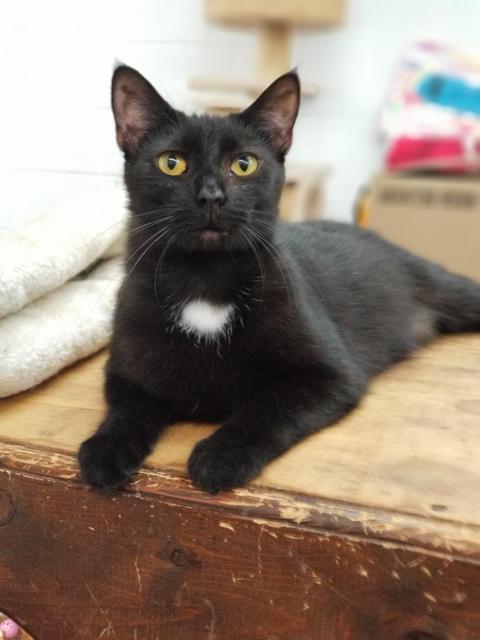 adoptable Cat in Portland, IN named Soot