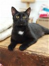 adoptable Cat in portland, OR named Soot