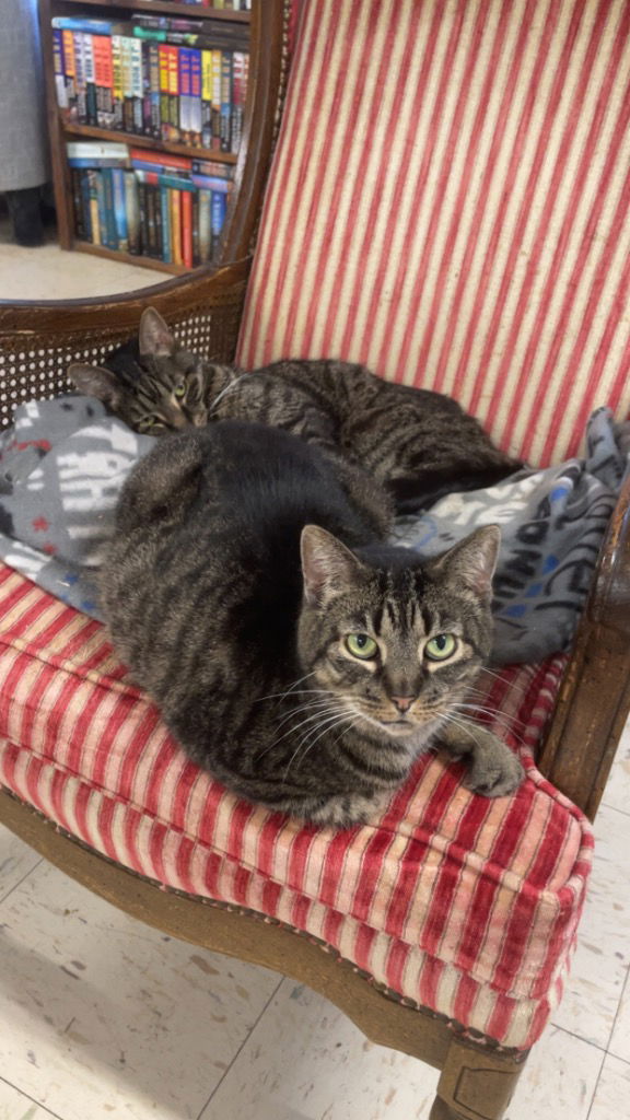 adoptable Cat in Portland, IN named Frida