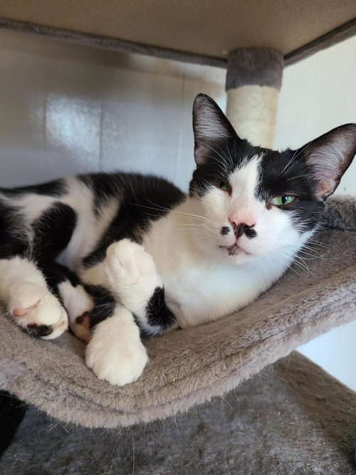 TAC - Domestic Short Hair available for adoption