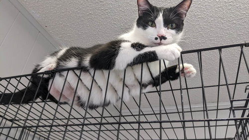 TAC - Domestic Short Hair available for adoption