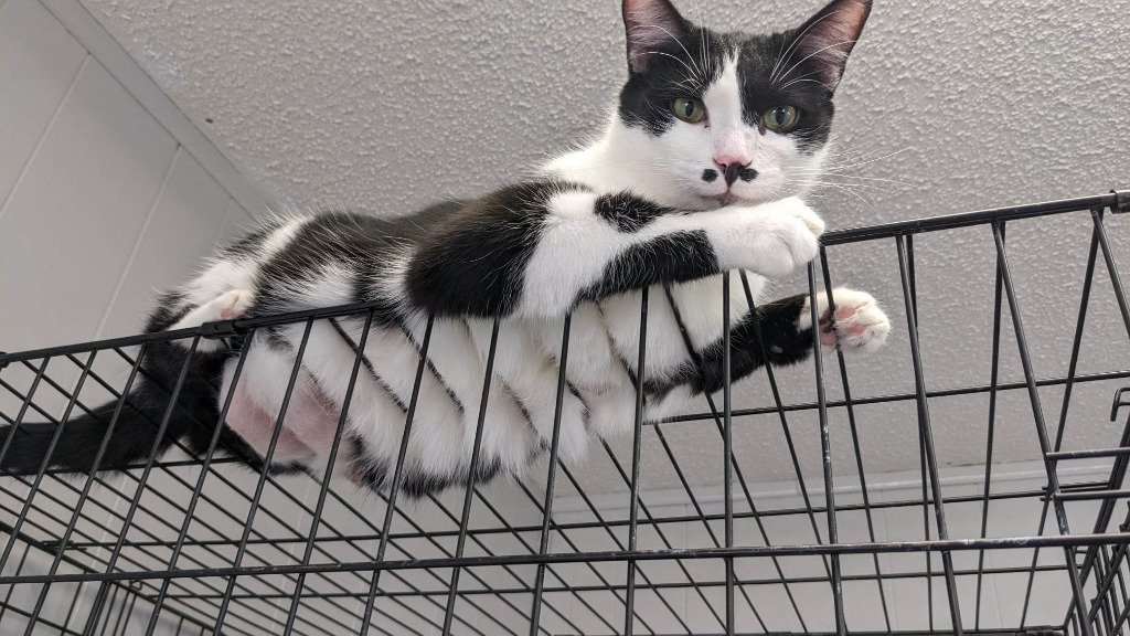 adoptable Cat in Portland, IN named Tac