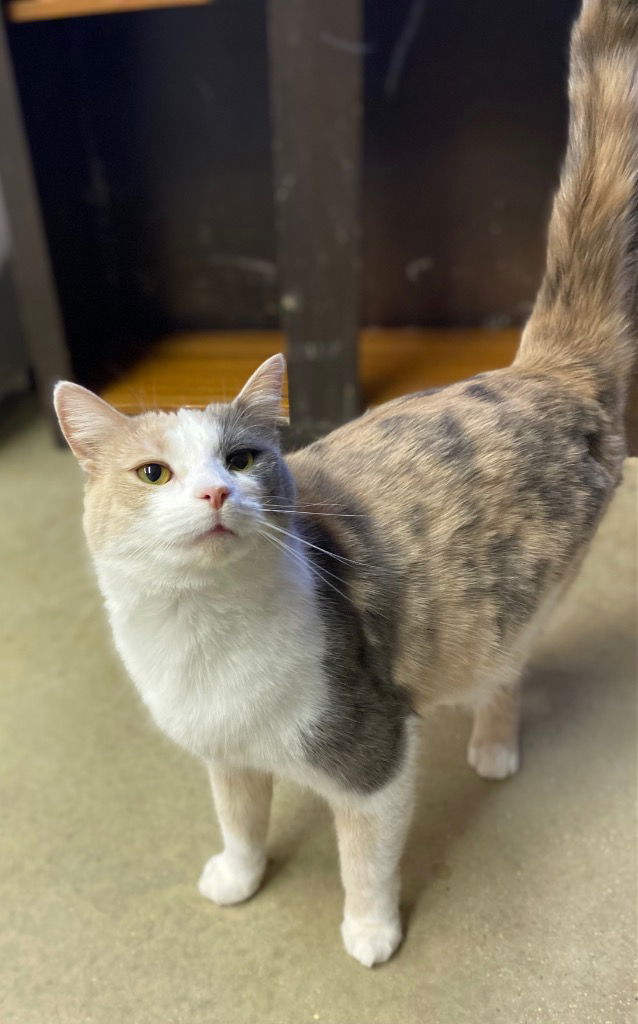 adoptable Cat in Portland, IN named Tic