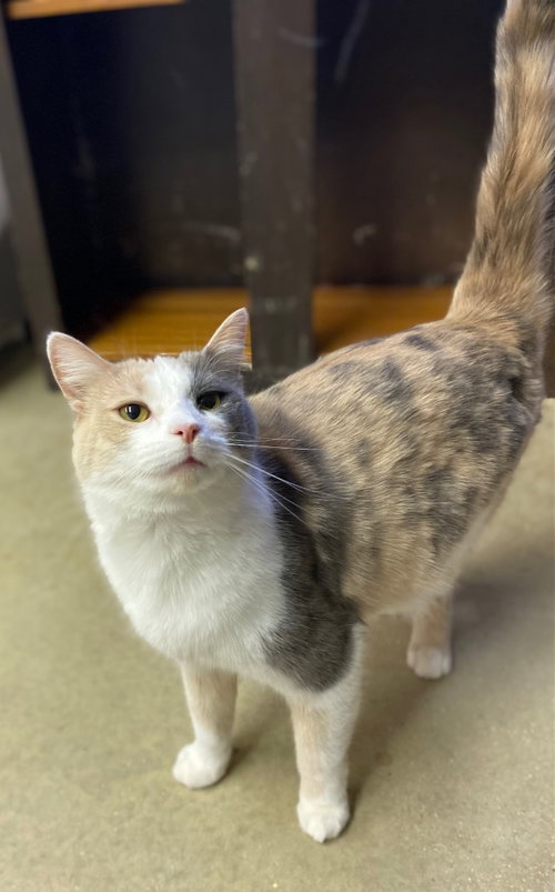 TIC - Domestic Short Hair available for adoption