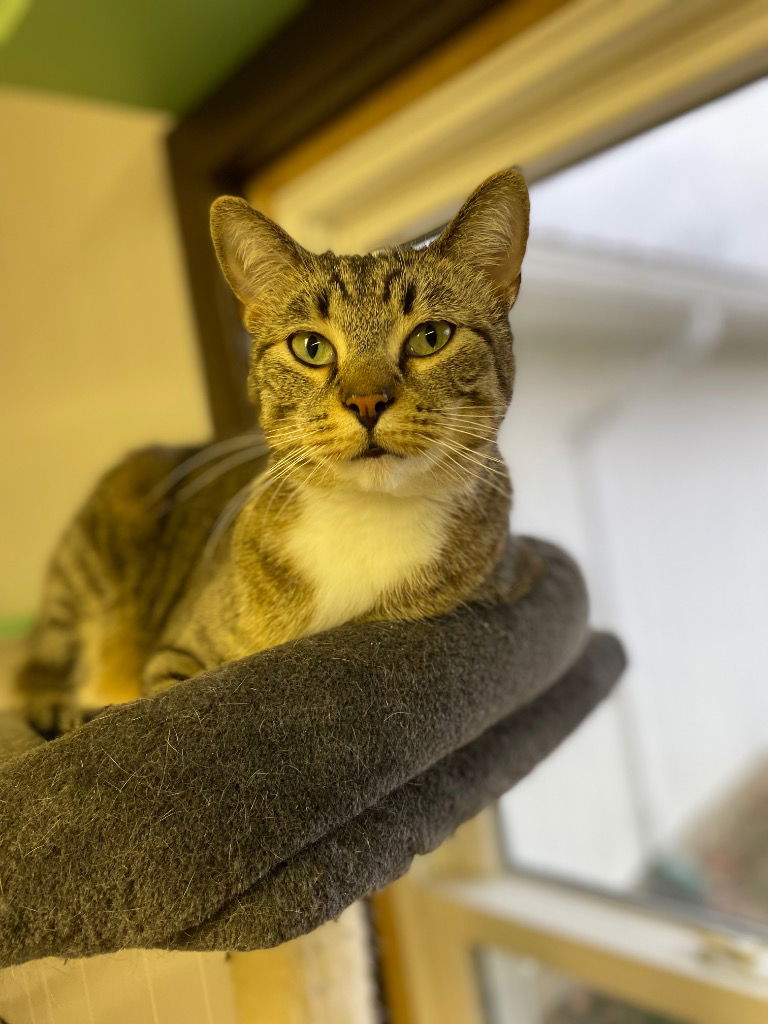 adoptable Cat in Portland, IN named Sarabi