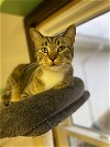 adoptable Cat in portland, OR named Sarabi