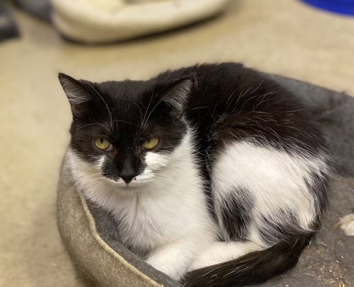 CHAI - Domestic Short Hair available for adoption