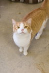 Josie - Photo 2