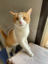 Josie - Photo 3