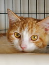 Josie - Photo 4